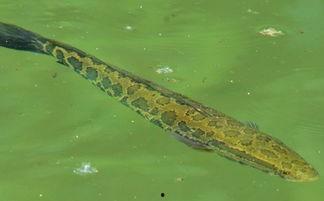 黑鱼吃瓜网,揭秘娱乐圈幕后真相，带你领略明星生活百态