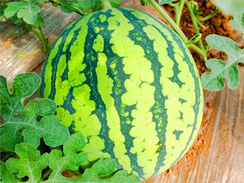 ccggtv吃瓜网,揭秘娱乐圈最新热点，带你畅游八卦海洋