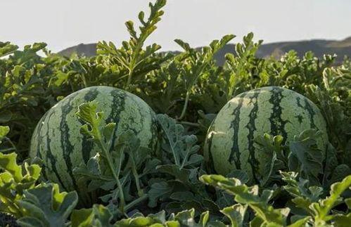 甘肃吃瓜网红,揭秘西北美食圈的热辣故事