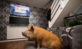 抖音网红宠物猪吃瓜视频,萌态可掬引网友热议