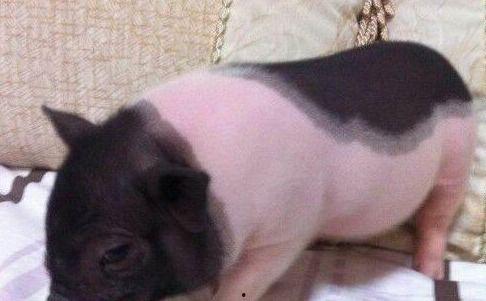 抖音网红宠物猪吃瓜视频,萌态可掬引网友热议