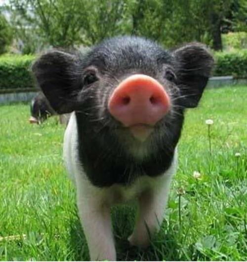 抖音网红宠物猪吃瓜视频,萌态可掬引网友热议