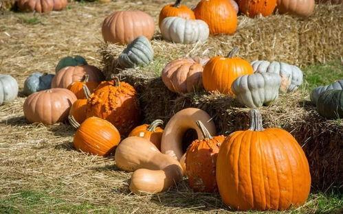 网红我勒个豆吃瓜,揭秘网红背后的真实故事