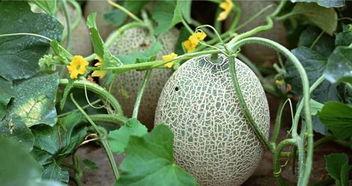 新疆网红事件吃瓜,揭秘网络舆论的风云变幻