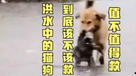 当当网吃瓜大戏,揭秘电商巨头背后的权力争夺战