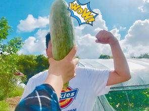 网红吃瓜最新事件