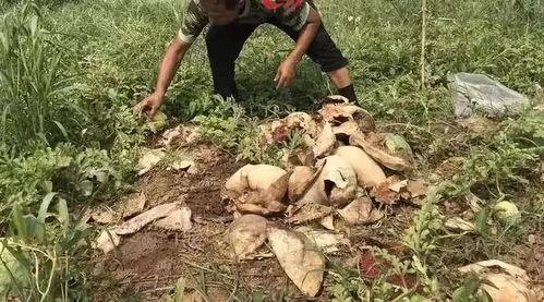 吃瓜网砍头颅事件,网络暴力与道德沦丧的警示