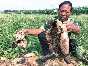 吃瓜网砍头颅事件,网络暴力与道德沦丧的警示