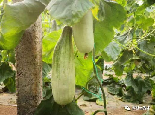 网红吃的水果瓜,甜蜜诱惑，瓜界新宠