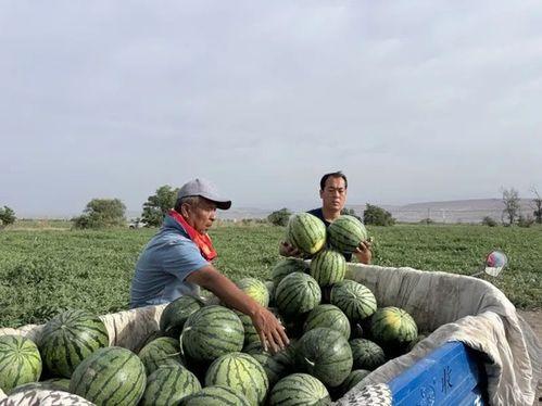 吃瓜718官网入口,带你领略独特娱乐盛宴