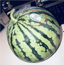 在哪吃网红瓜好吃,揭秘网红瓜的绝妙食府