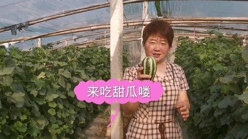 朝阳大妈吃瓜网,揭秘都市生活百态，共享社区欢乐时光