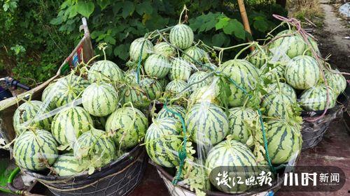 吃西湖瓜的网红是谁啊视频,揭秘瓜界新宠