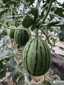 网红最新吃瓜视频大全,精彩瞬间不容错过