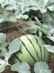 网红最新吃瓜视频大全,精彩瞬间不容错过