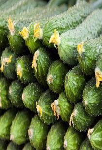 孕妇可以吃网瓜,网瓜的营养与食用指南