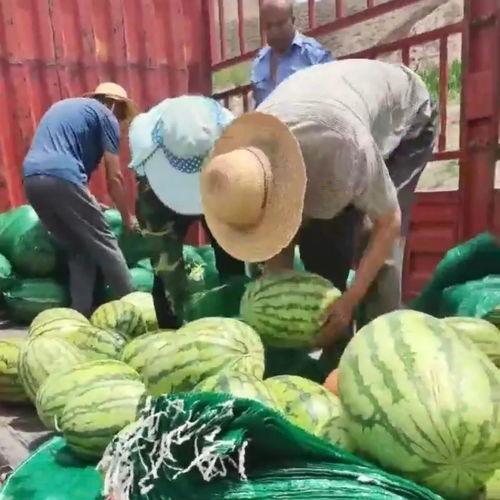 甘肃陇南康县吃瓜网红,网红带你尝鲜陇南美味