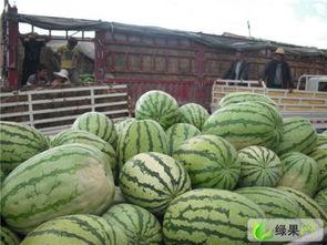 甘肃陇南康县吃瓜网红,网红带你尝鲜陇南美味