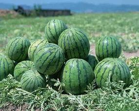 哈尔滨网红吃瓜事件视频,一场网络热议的瓜田奇遇