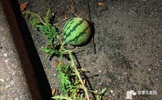 网红吃瓜历史,揭秘娱乐圈幕后风云