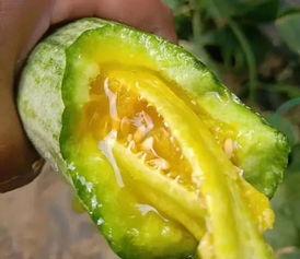 网红吃的水瓜叫什么,揭秘水瓜的独特魅力