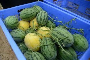 射阳网红吃瓜群微信,揭秘网络热点背后的故事