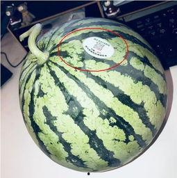 网红徒弟吃瓜,网红徒弟揭秘娱乐圈吃瓜大事件