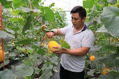 在景区吃瓜的网红叫什么