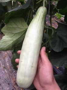 在景区吃瓜的网红叫什么