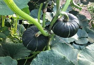 网红小王吃瓜,网红小王深度揭秘娱乐圈吃瓜大事件