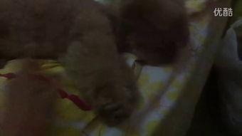 认真吃瓜网红视频大全,网红吃瓜视频大盘点