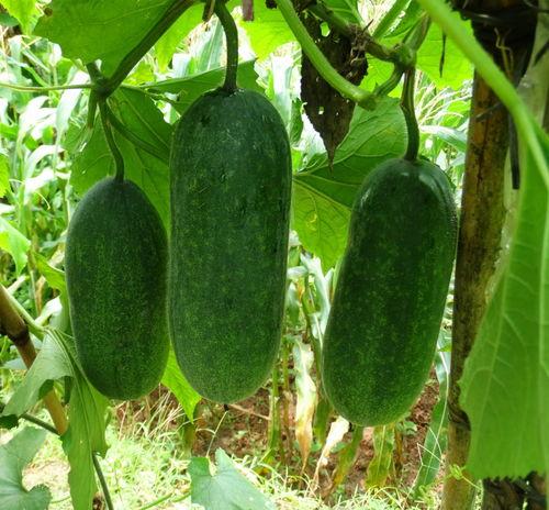 种瓜得瓜吃瓜网