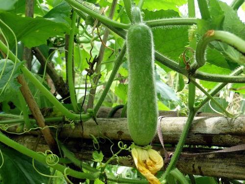 种瓜得瓜吃瓜网