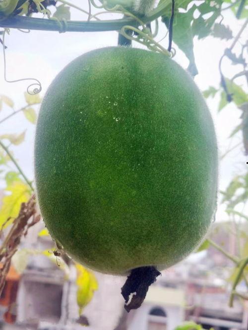 种瓜得瓜吃瓜网