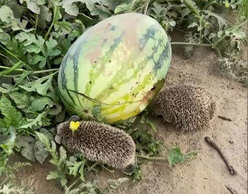 网红小雨吃大瓜图片大全