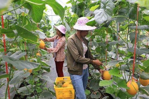成县的网红瓜在哪里吃,品味当地特色美食之旅