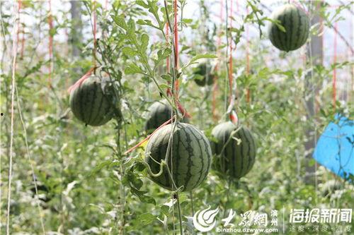 福山网红吃瓜事件视频