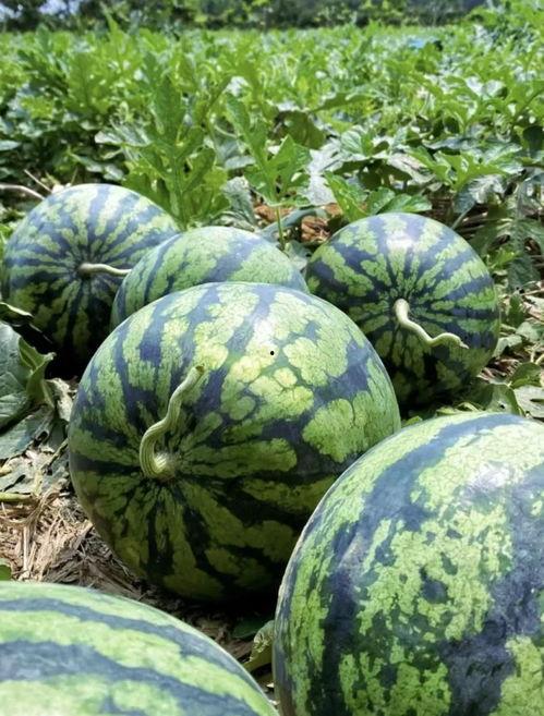 临沧网红吃瓜事件视频,一场网络狂欢背后的真相揭秘