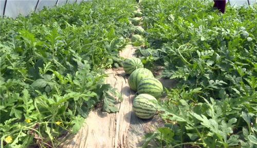 网红事件吃瓜最新进展图片