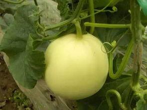 吃瓜天堂网,网络舆论的狂欢之地