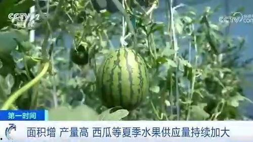 吃瓜官网最新,最新潮流美食资讯大盘点