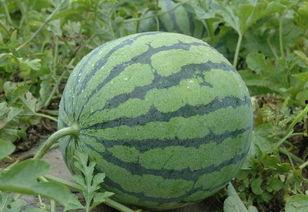 吃瓜官网最新,最新潮流美食资讯大盘点